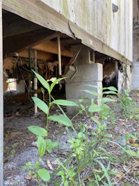 a hole in the ground with plants growing out of it